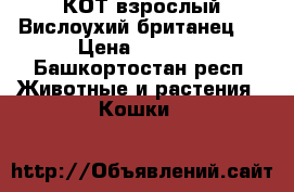 КОТ взрослый Вислоухий британец,  › Цена ­ 3 000 - Башкортостан респ. Животные и растения » Кошки   